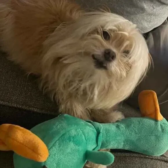 TrustyPup Green Plush Long Neck Duck Dog Toy - Picture 11 of 16